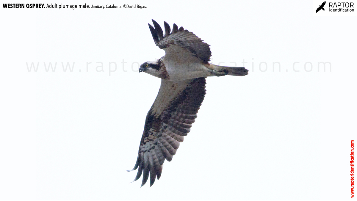 Western-osprey-adult-plumage-male