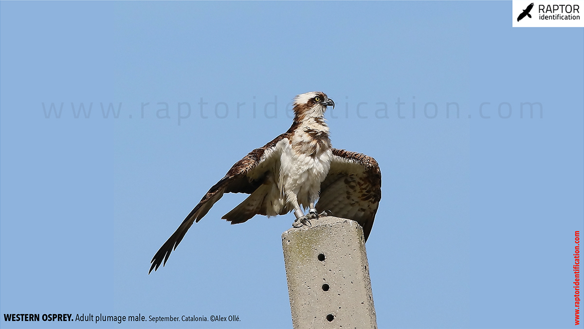 Western-osprey-adult-plumage-male