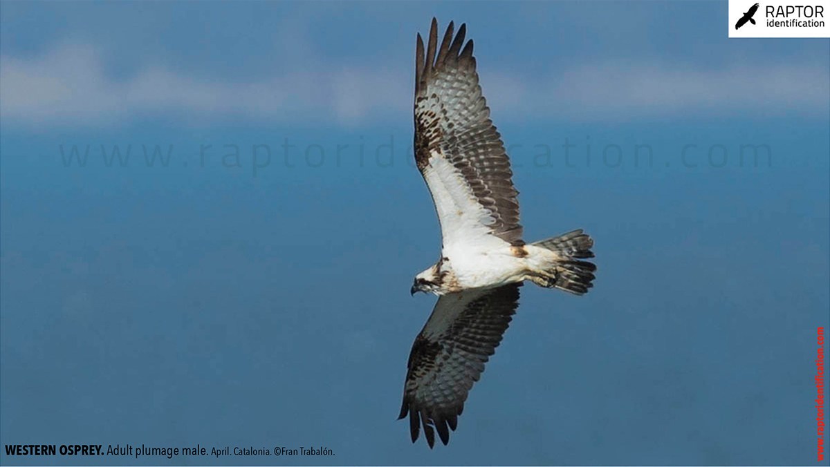 Western-osprey-adult-plumage-male