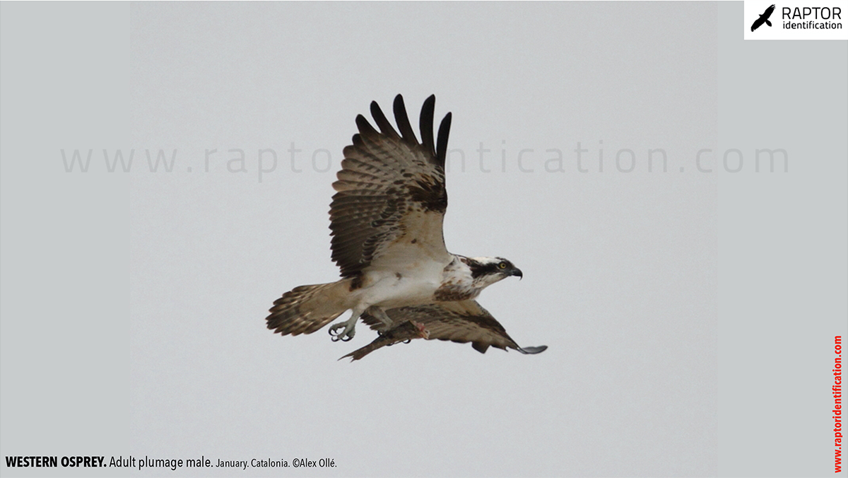 Western-osprey-adult-plumage-male
