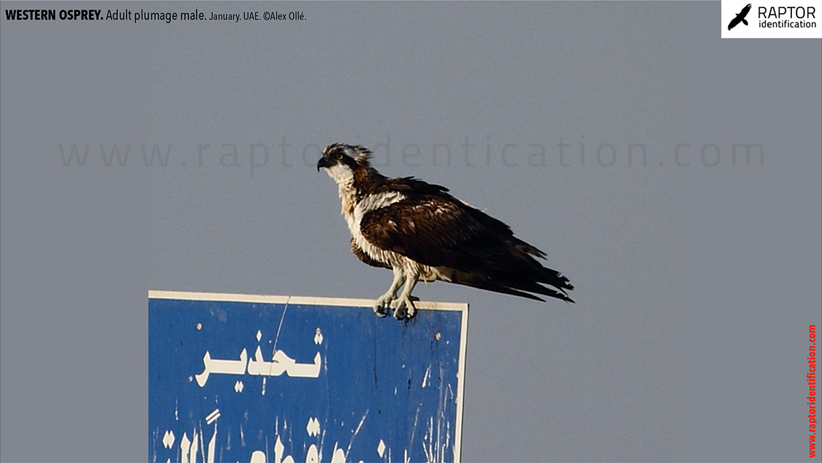 Western-osprey-adult-plumage-male