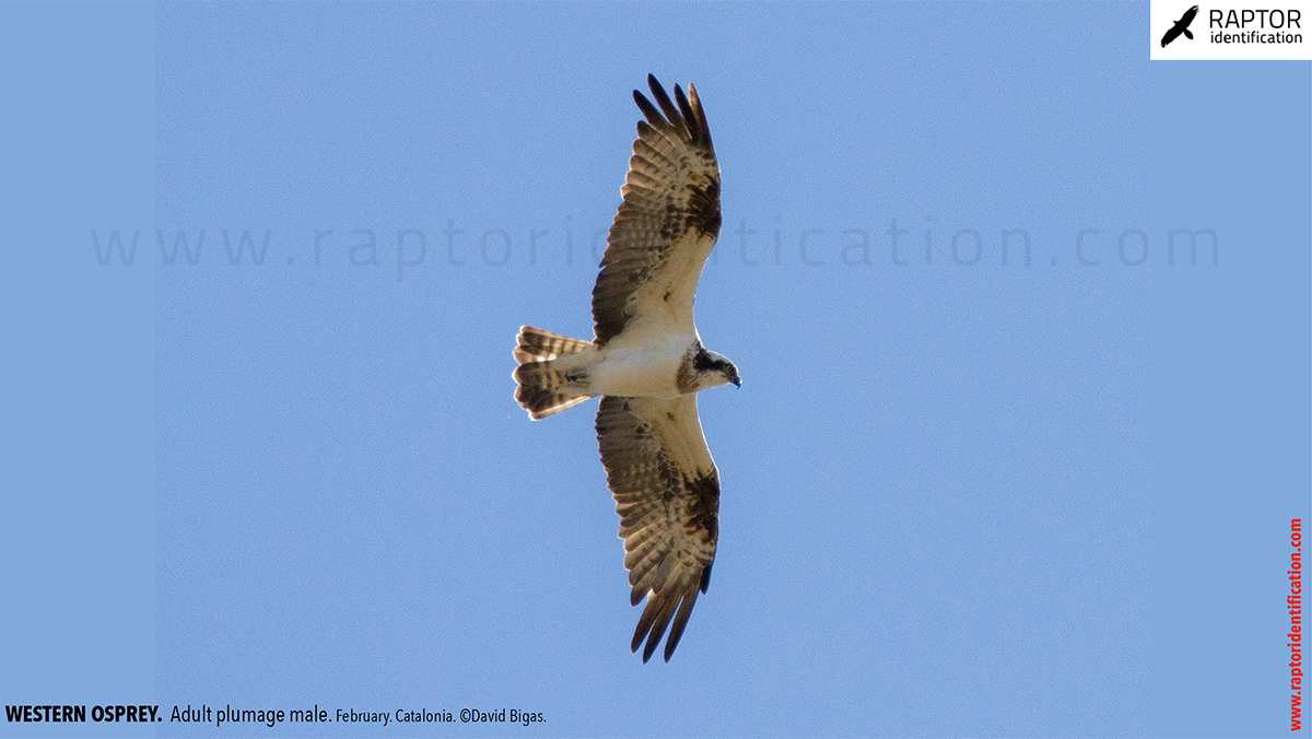 Western-osprey-adult-plumage-male