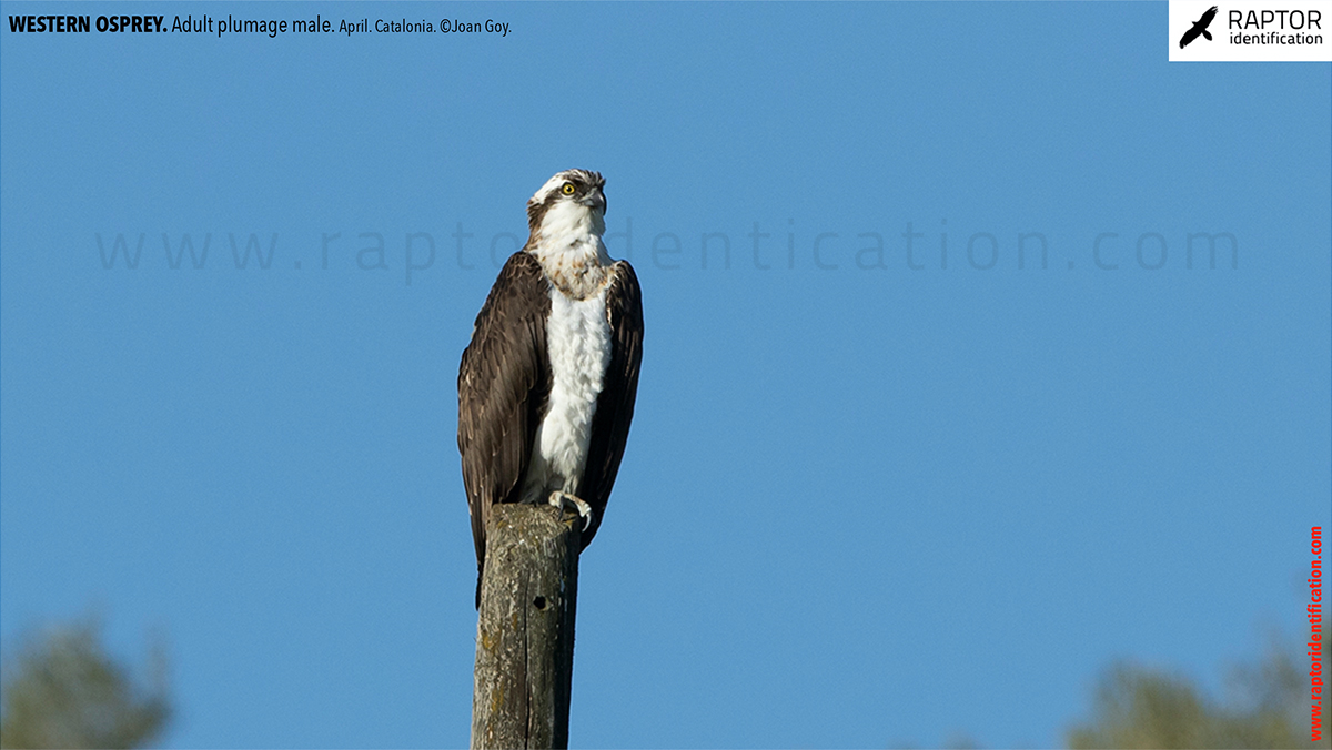 Western-osprey-adult-plumage-male