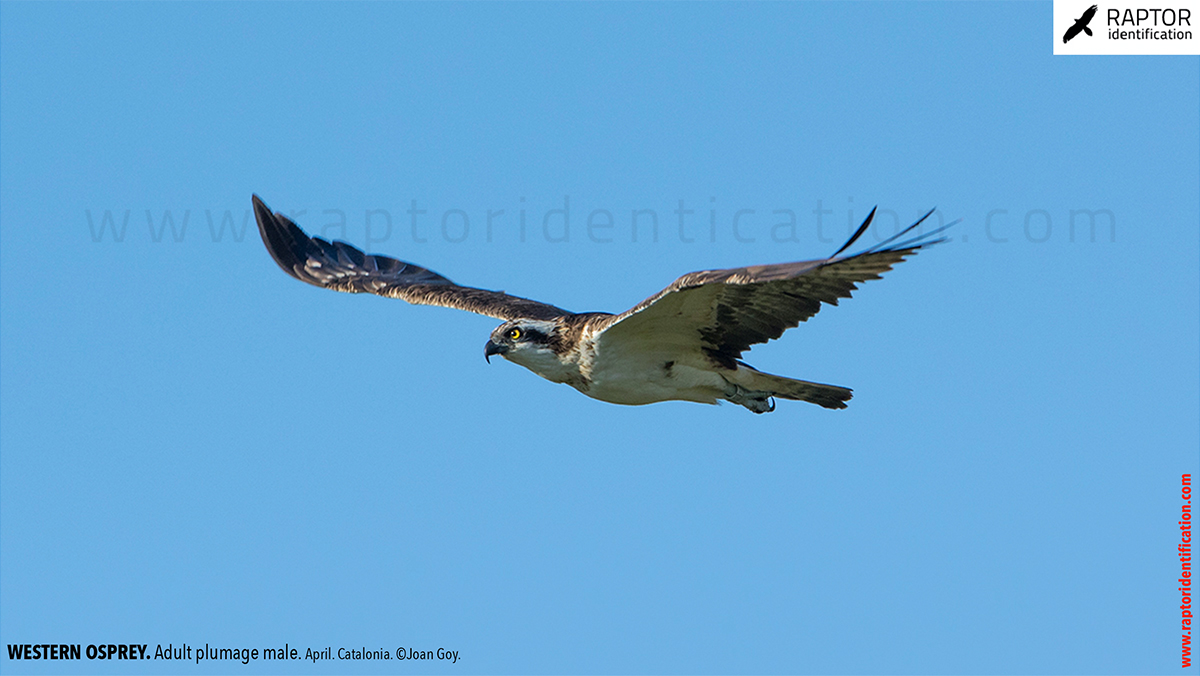 Western-osprey-adult-plumage-male