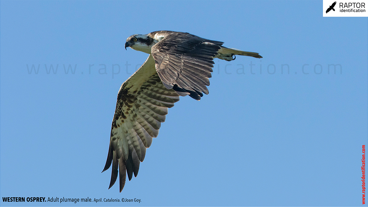 Western-osprey-adult-plumage-male