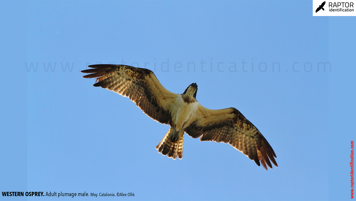 Western-osprey-adult-plumage-male