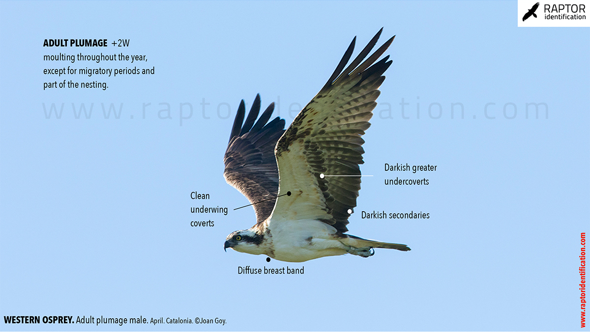 Western-osprey-adult-plumage-male