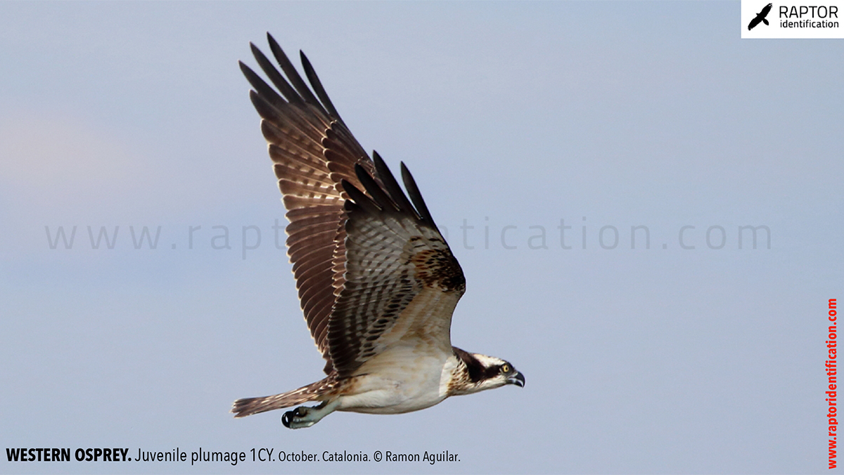 Western-osprey-juvenile