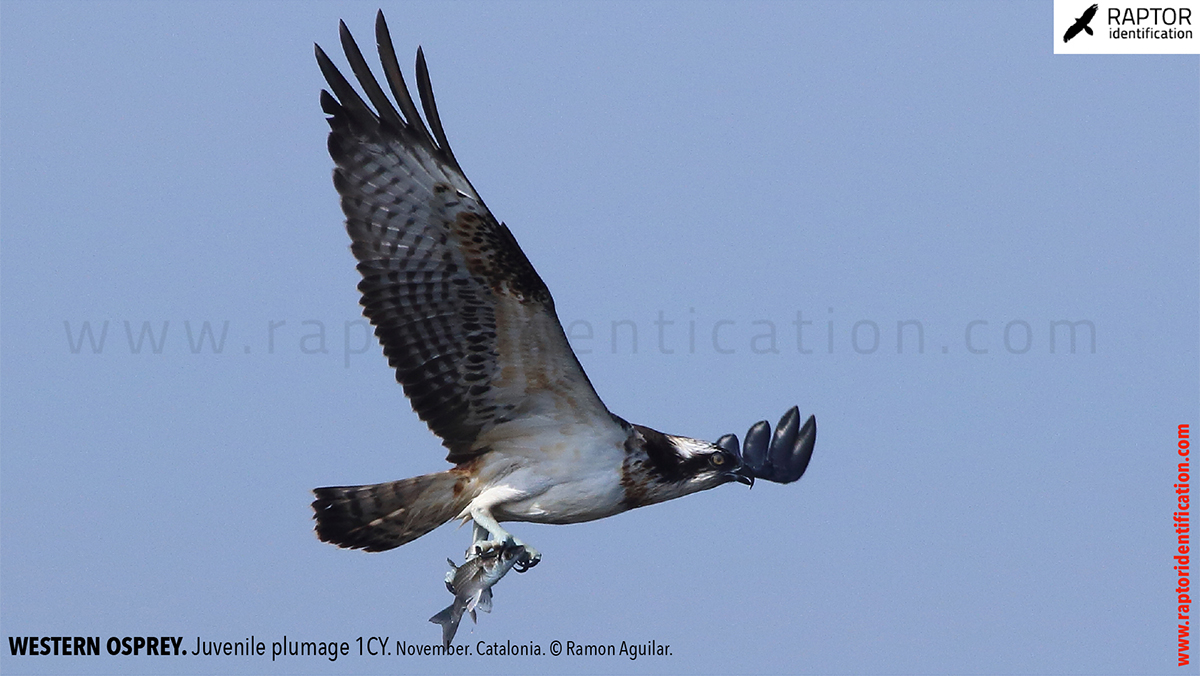 Western-osprey-juvenile