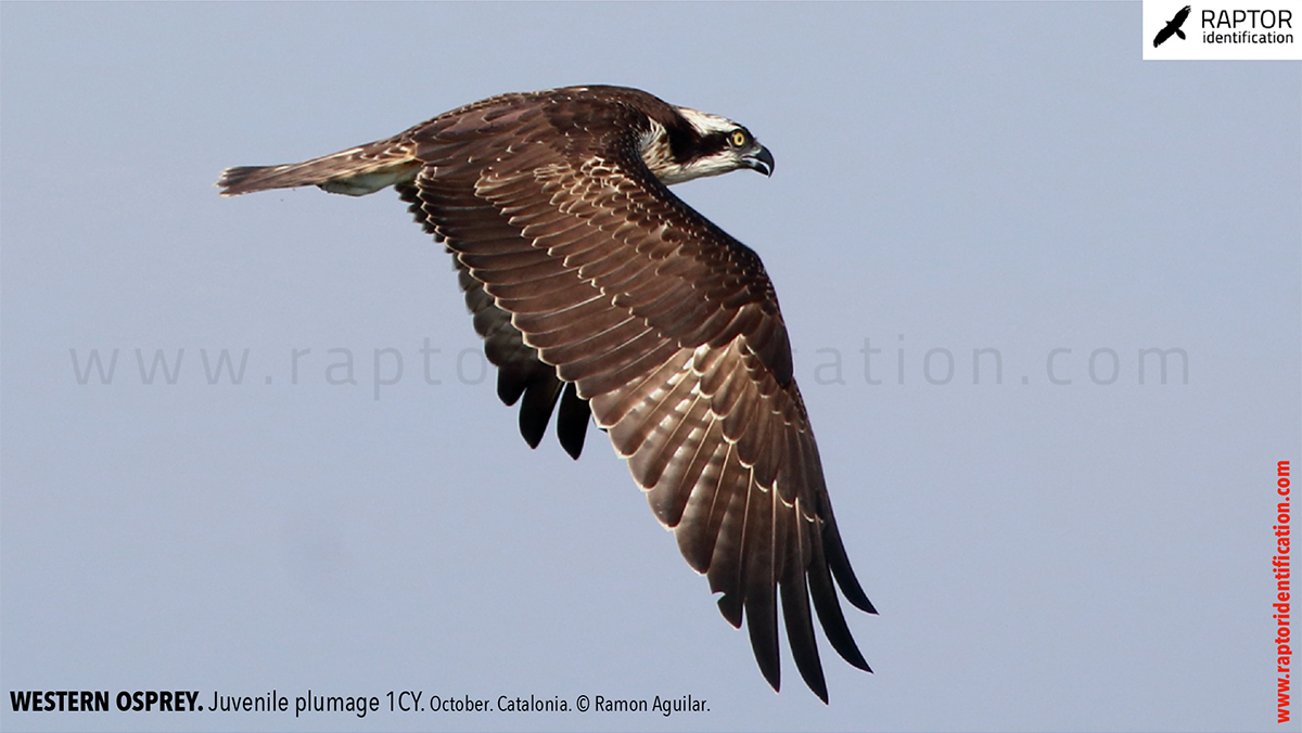 Western-osprey-juvenile