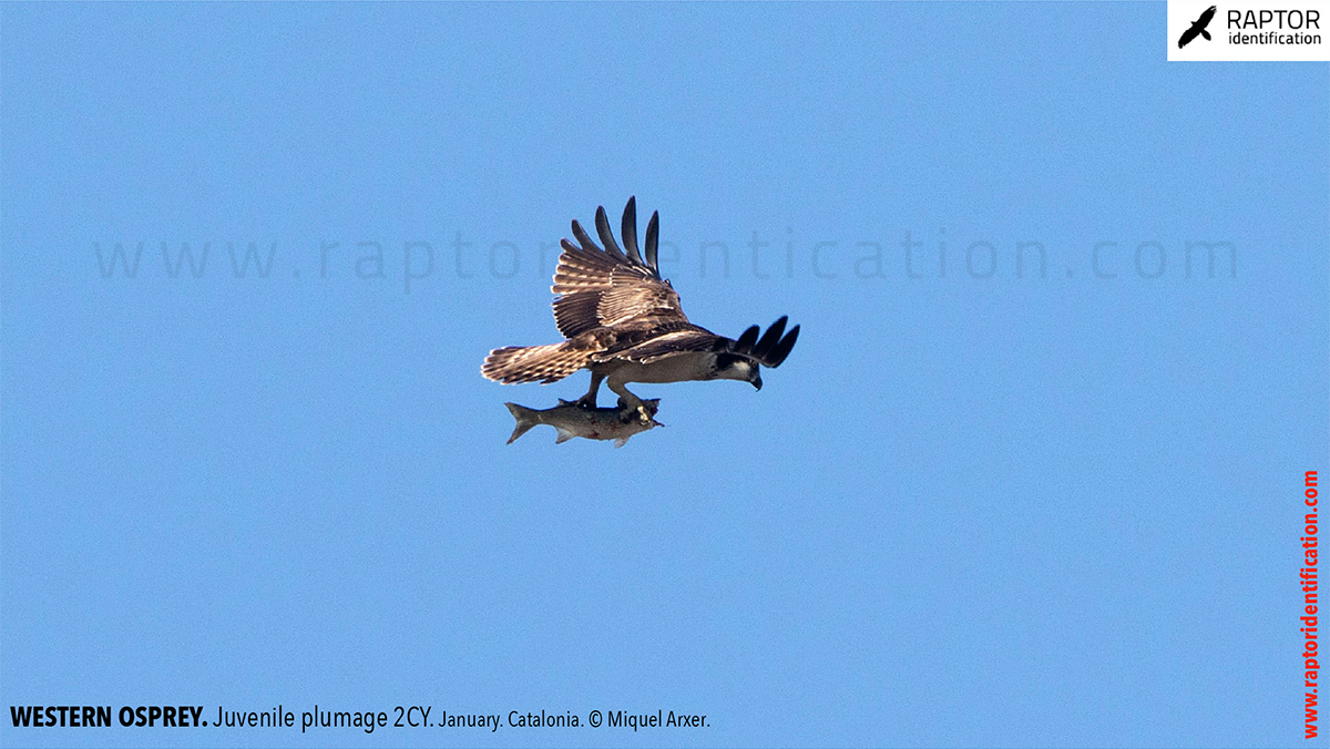 Western-osprey-juvenile