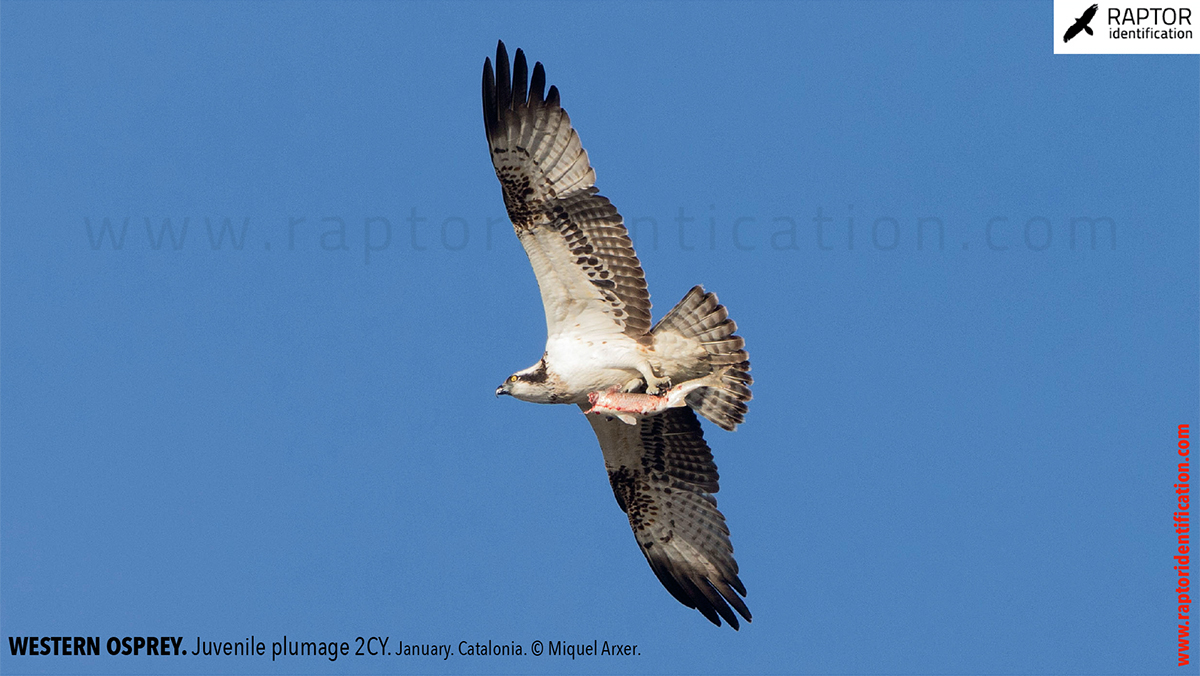 Western-osprey-juvenile