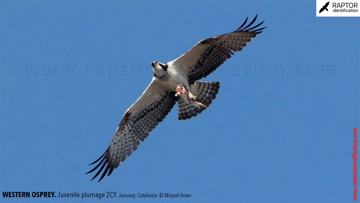 Western-osprey-juvenile