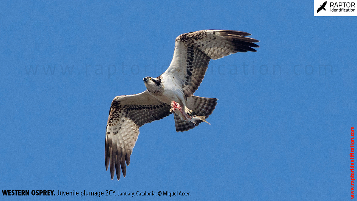 Western-osprey-juvenile