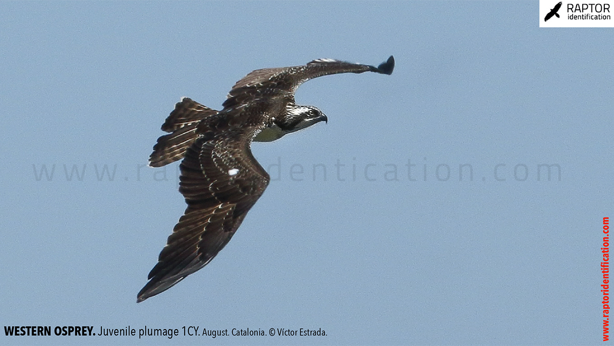 Western-osprey-juvenile