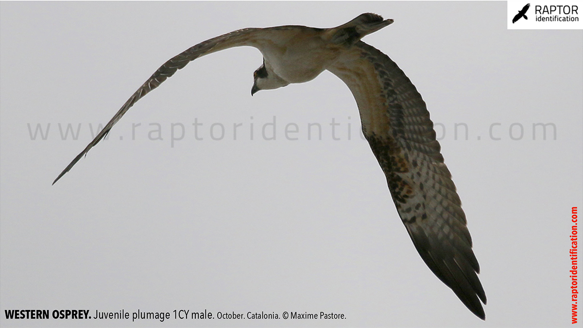 Western-Osprey-identification-maxime-pastore