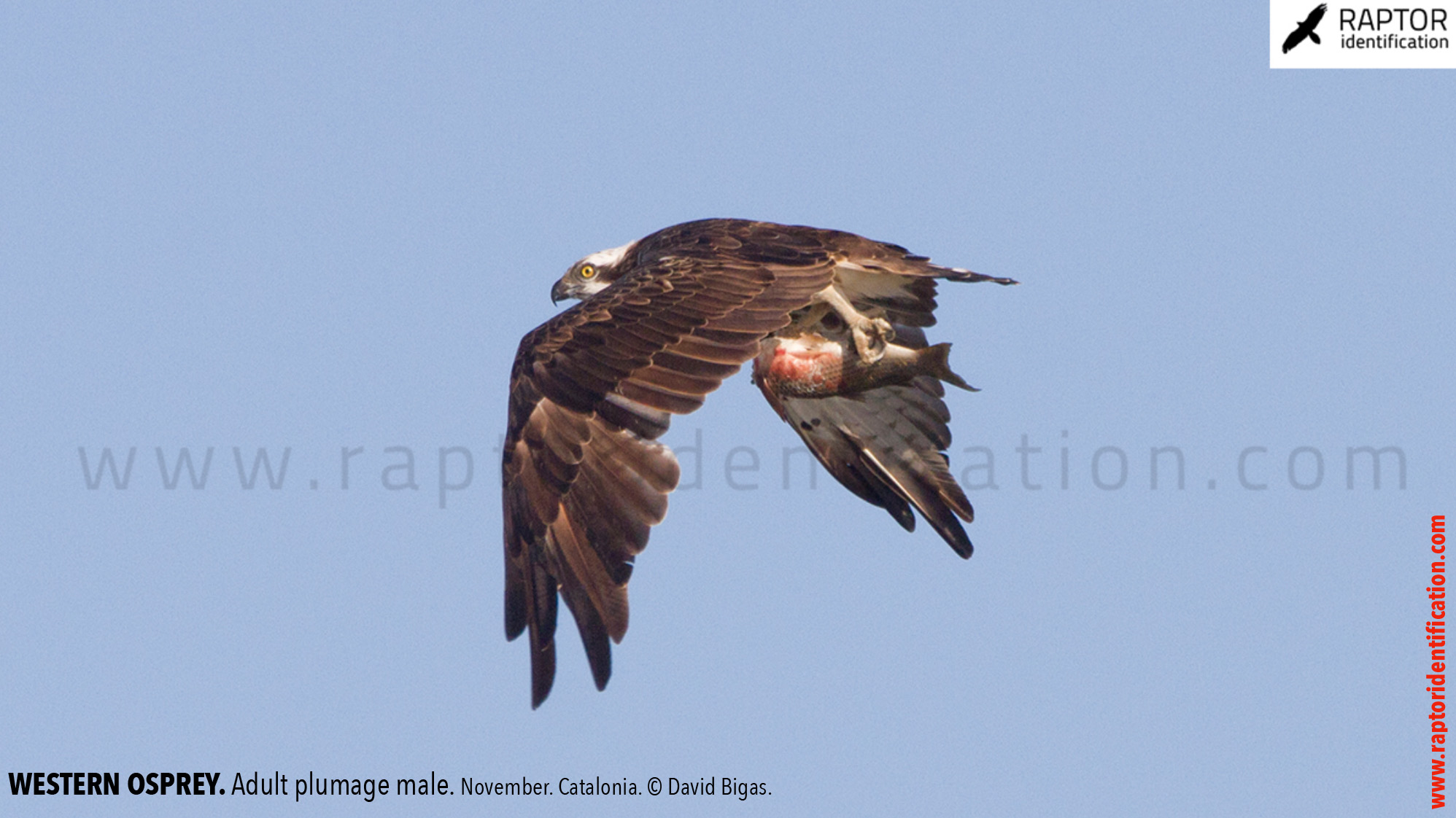 Western-osprey-adult-male