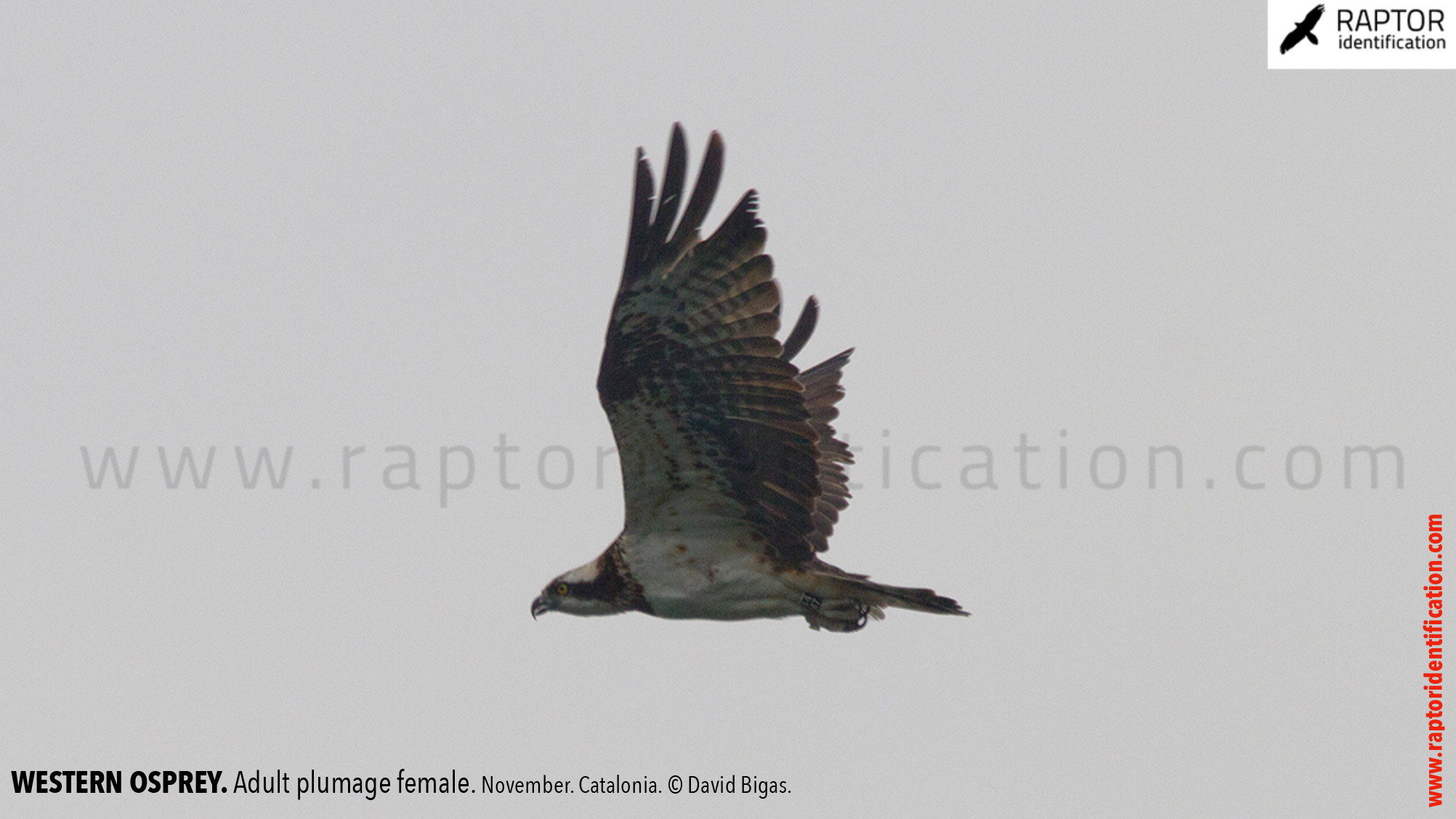 osprey-pandion-haliaetus-adult-female-identification