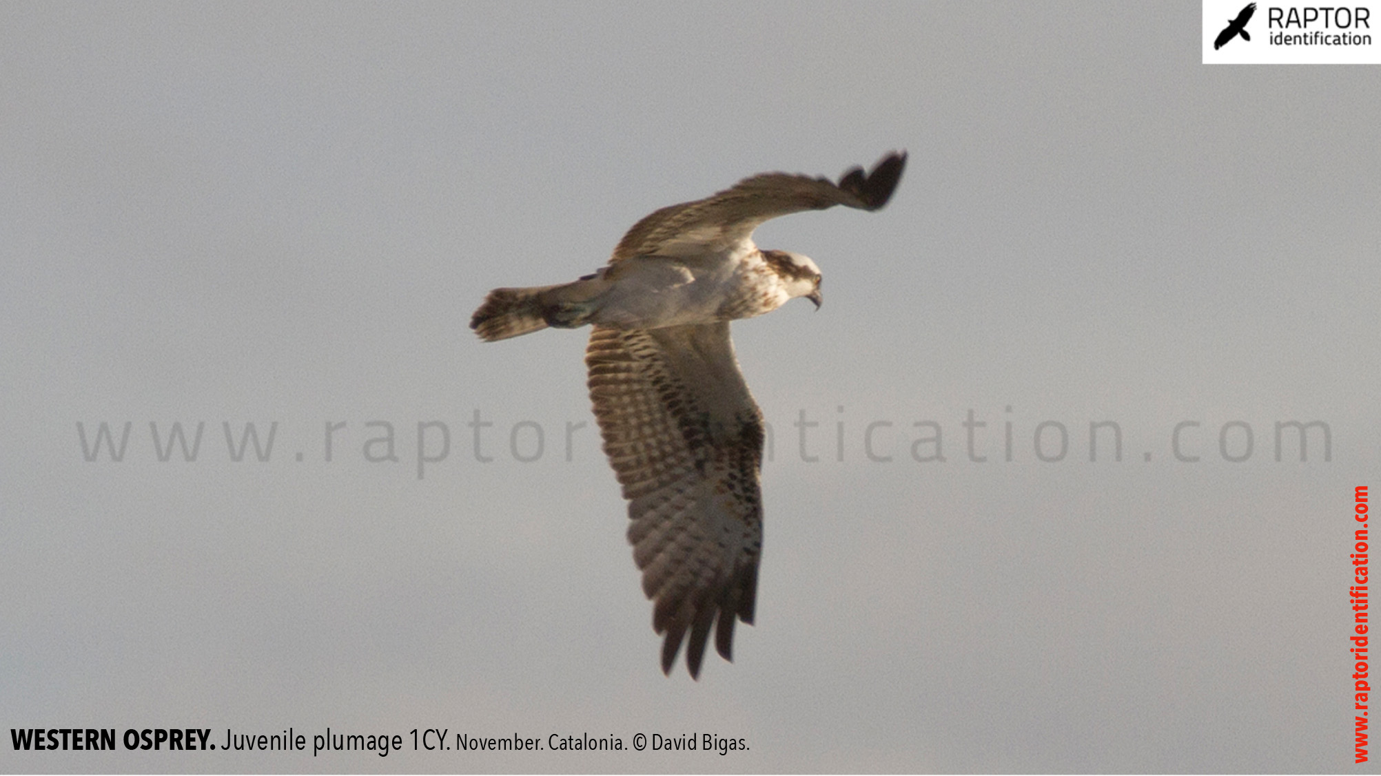 western-osprey-juvenile-plumage-identification