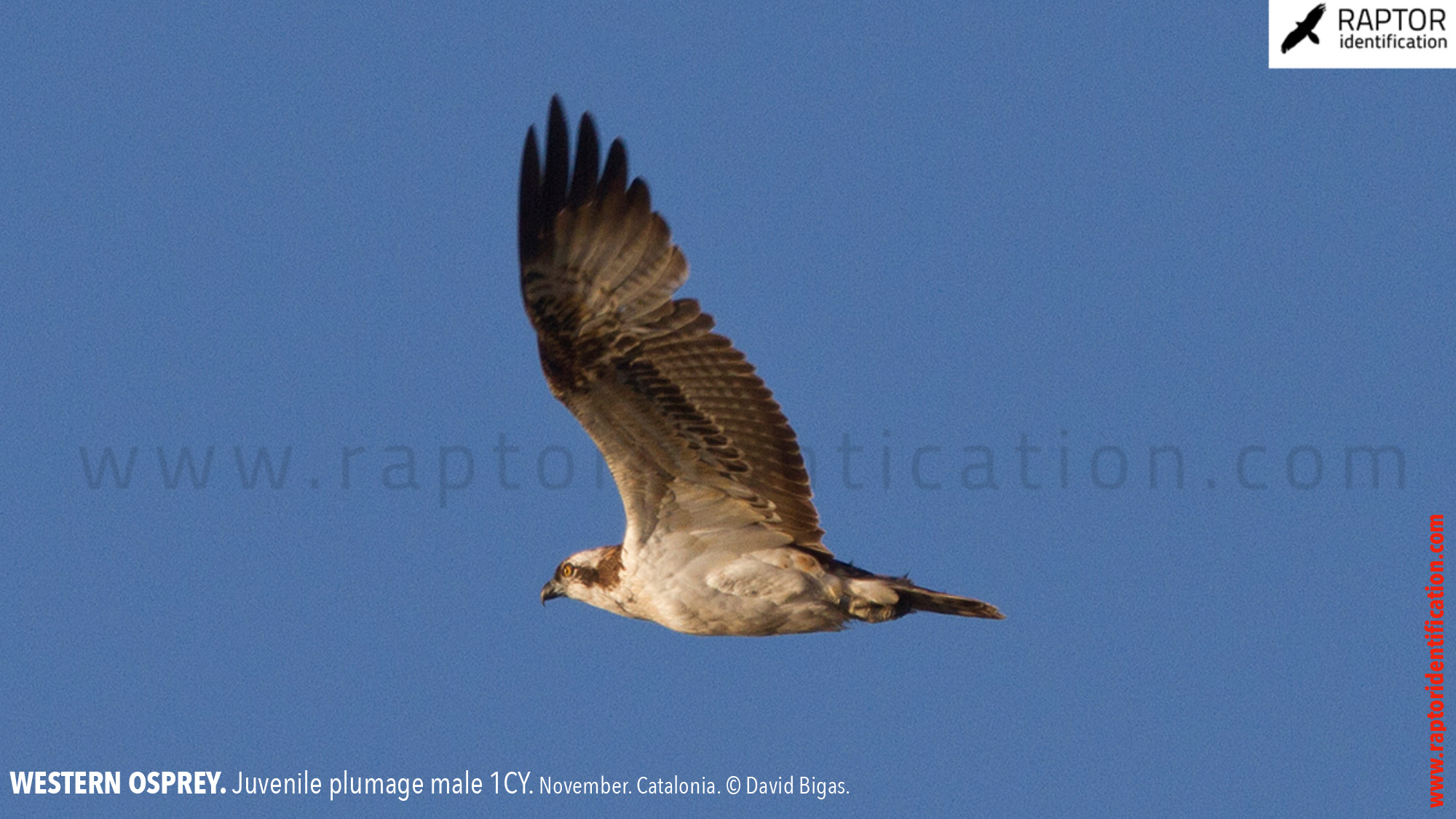 western-osprey-juvenile-plumage-identification