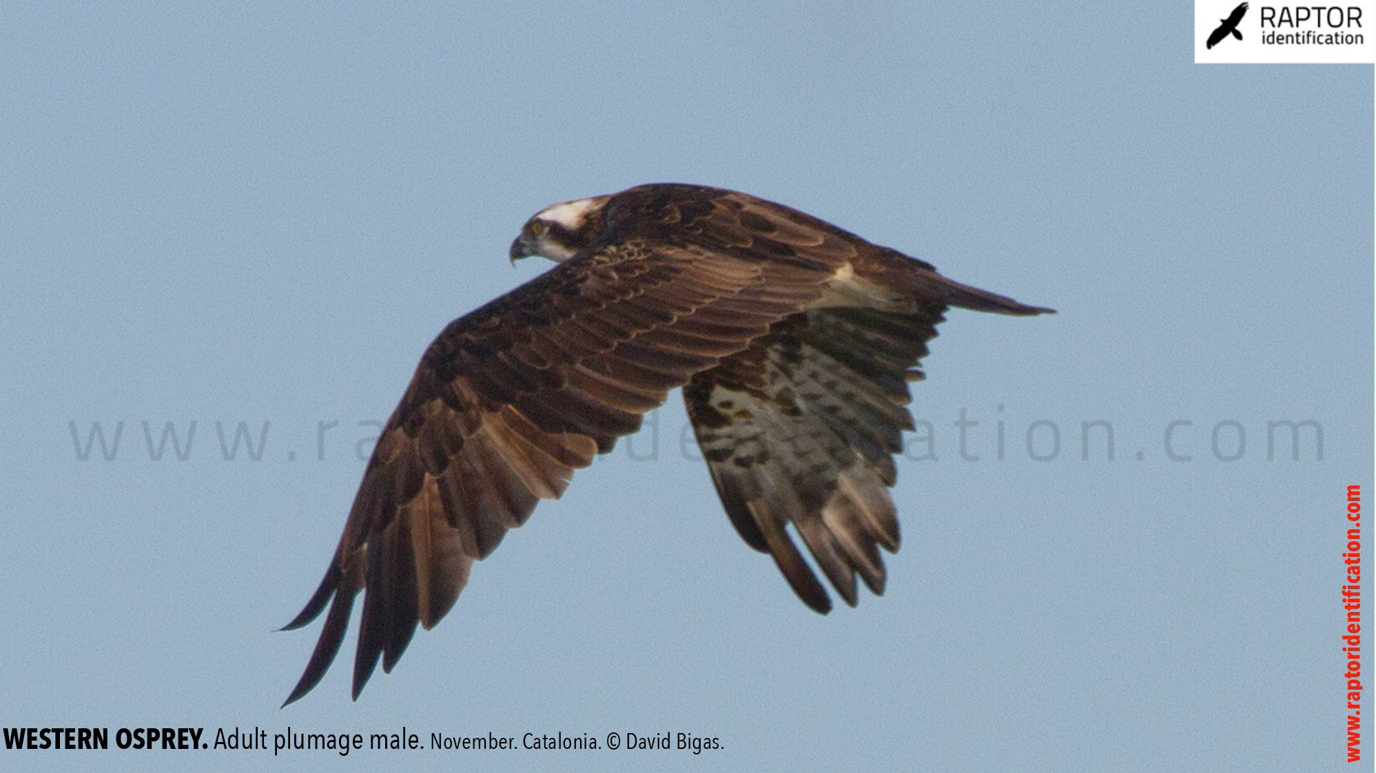 Western-osprey-adult-male