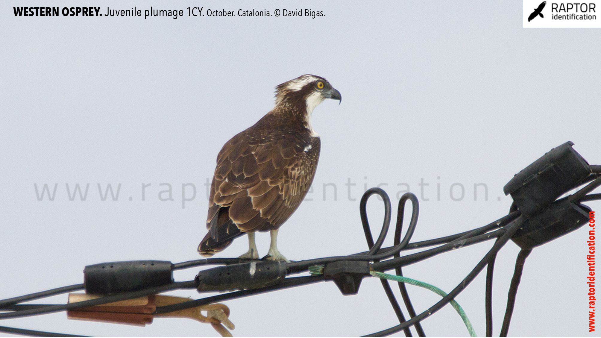 western-osprey-juvenile-plumage-identification