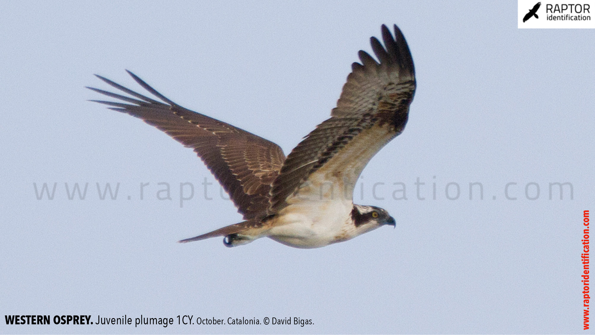 western-osprey-juvenile-plumage-identification