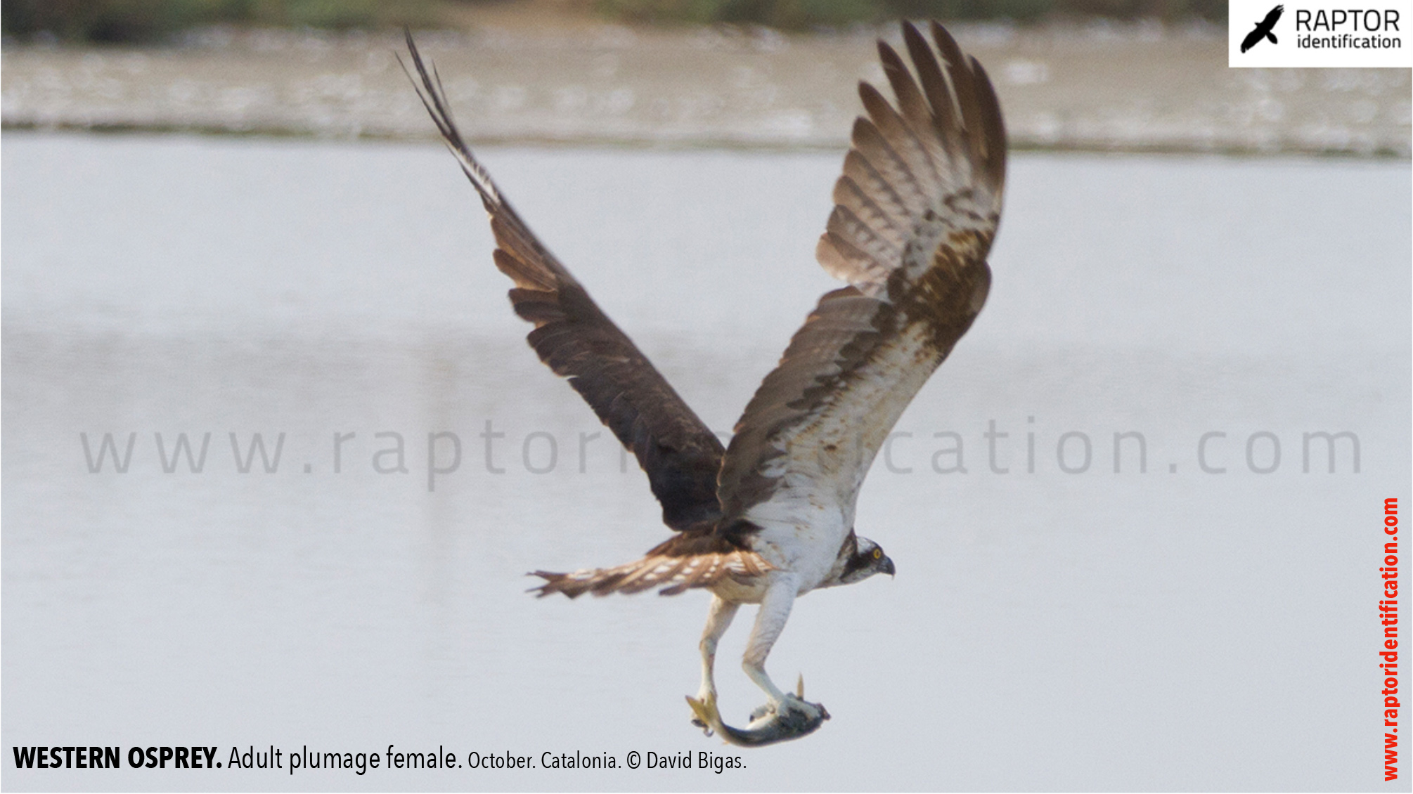 osprey-pandion-haliaetus-adult-female-identification