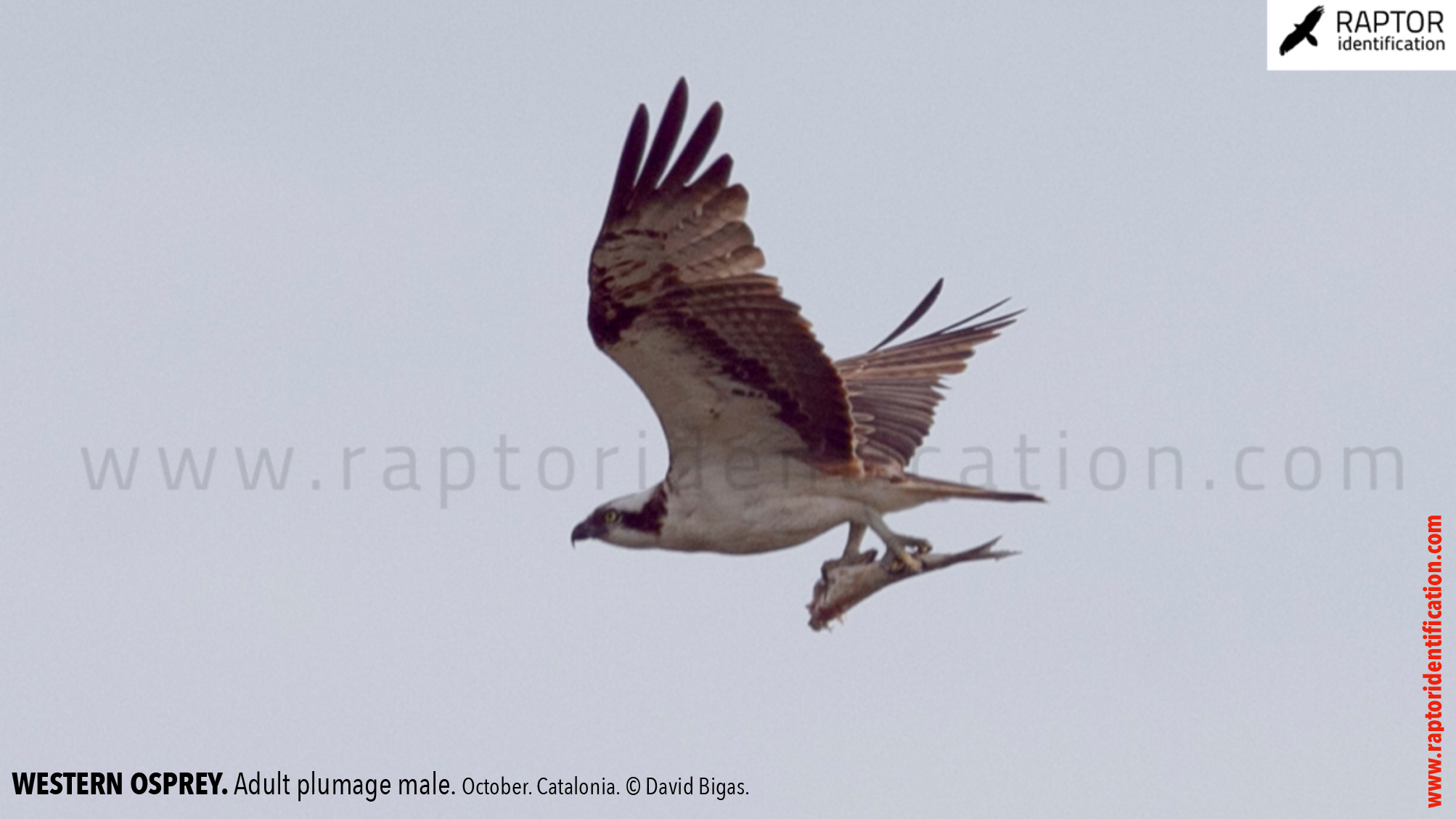 Western-osprey-adult-male