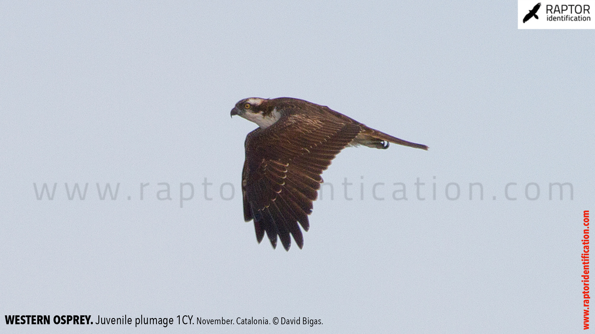 western-osprey-juvenile-plumage-identification