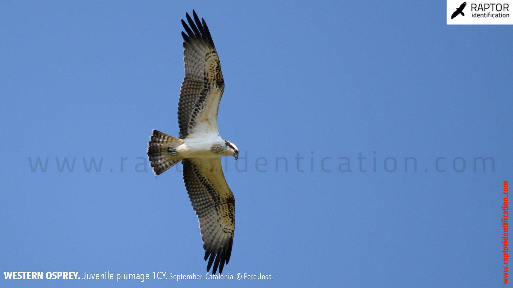 western-osprey-juvenile-plumage-identification
