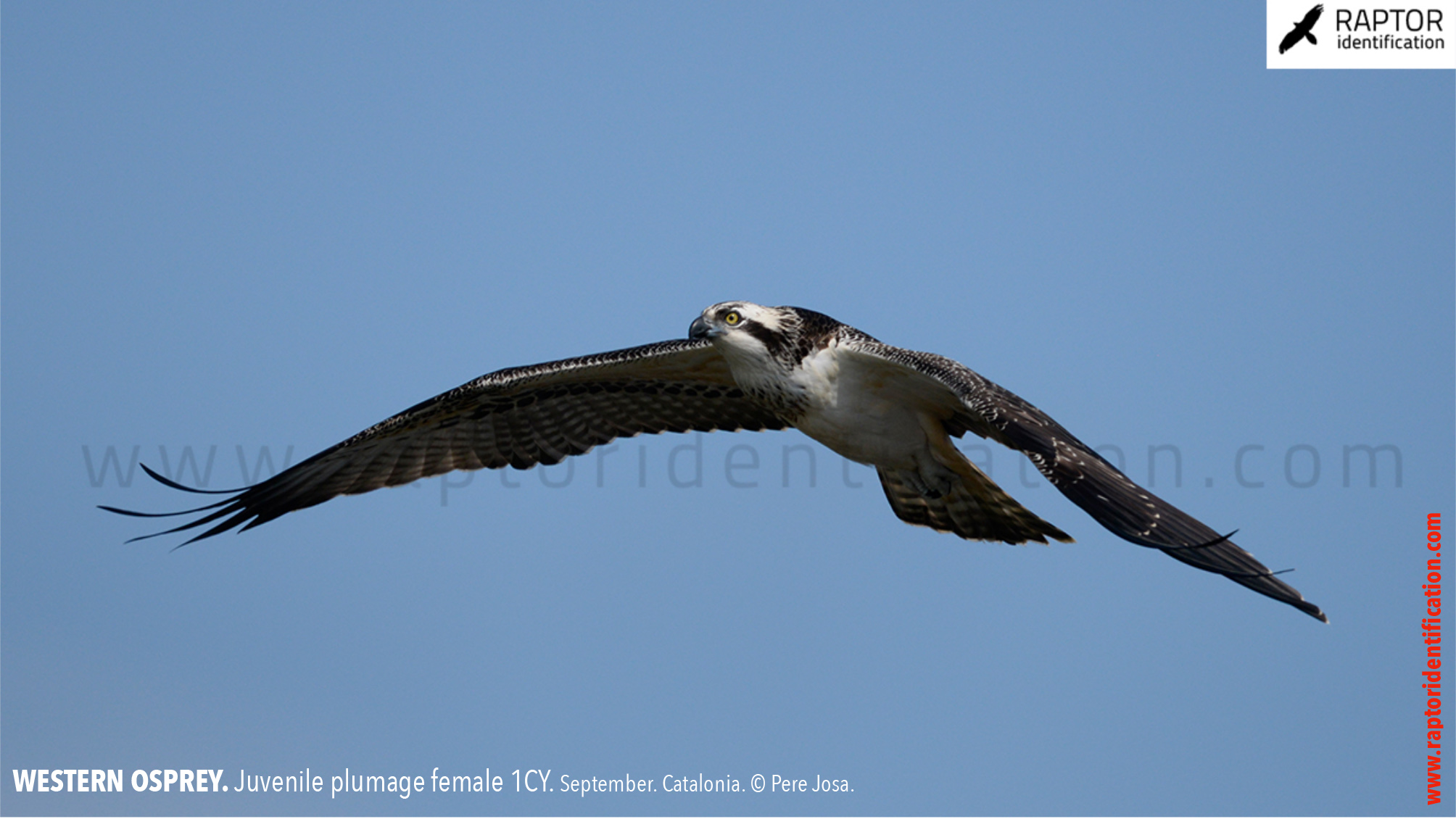 western-osprey-juvenile-plumage-identification