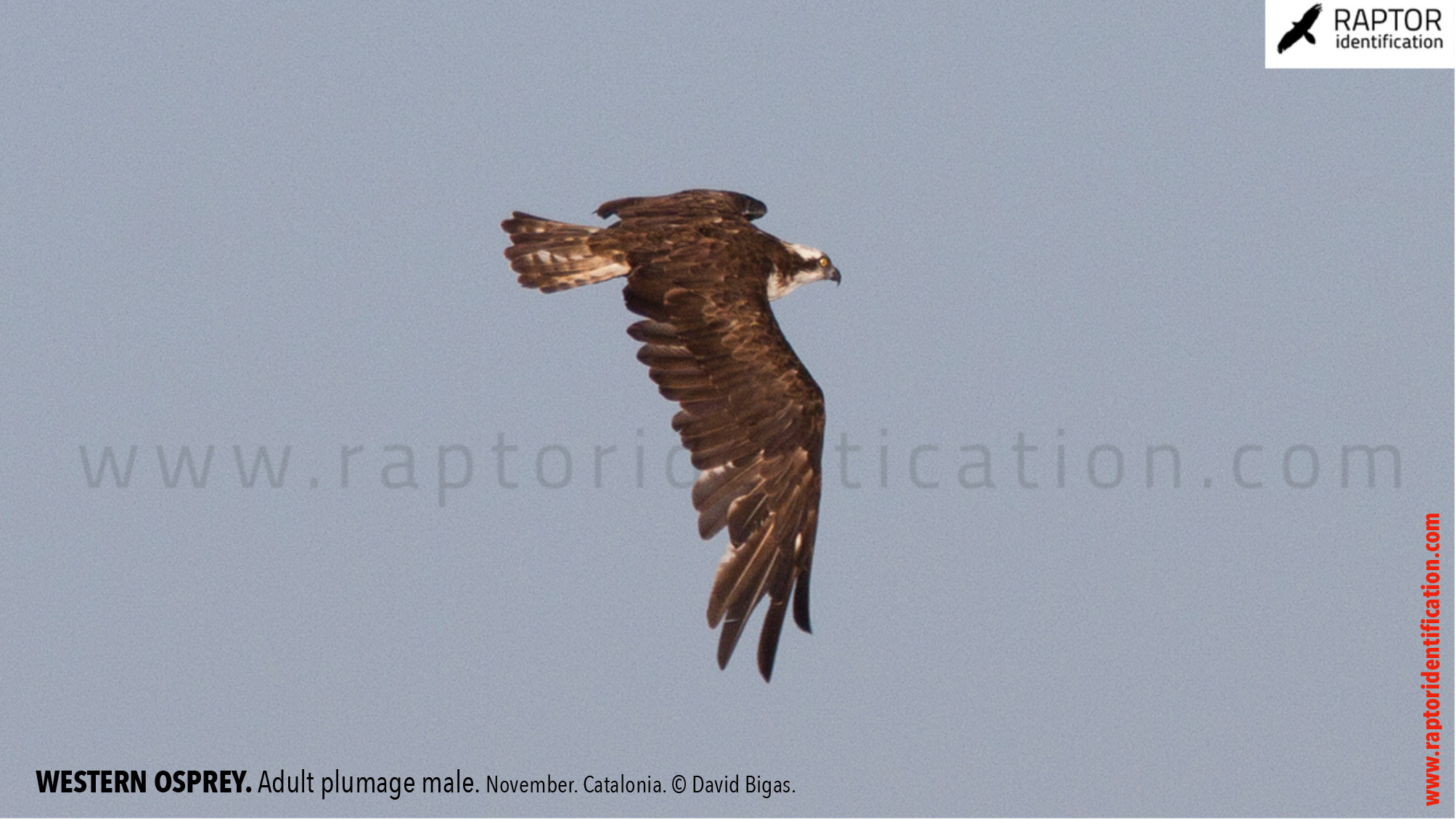 Western-osprey-adult-male