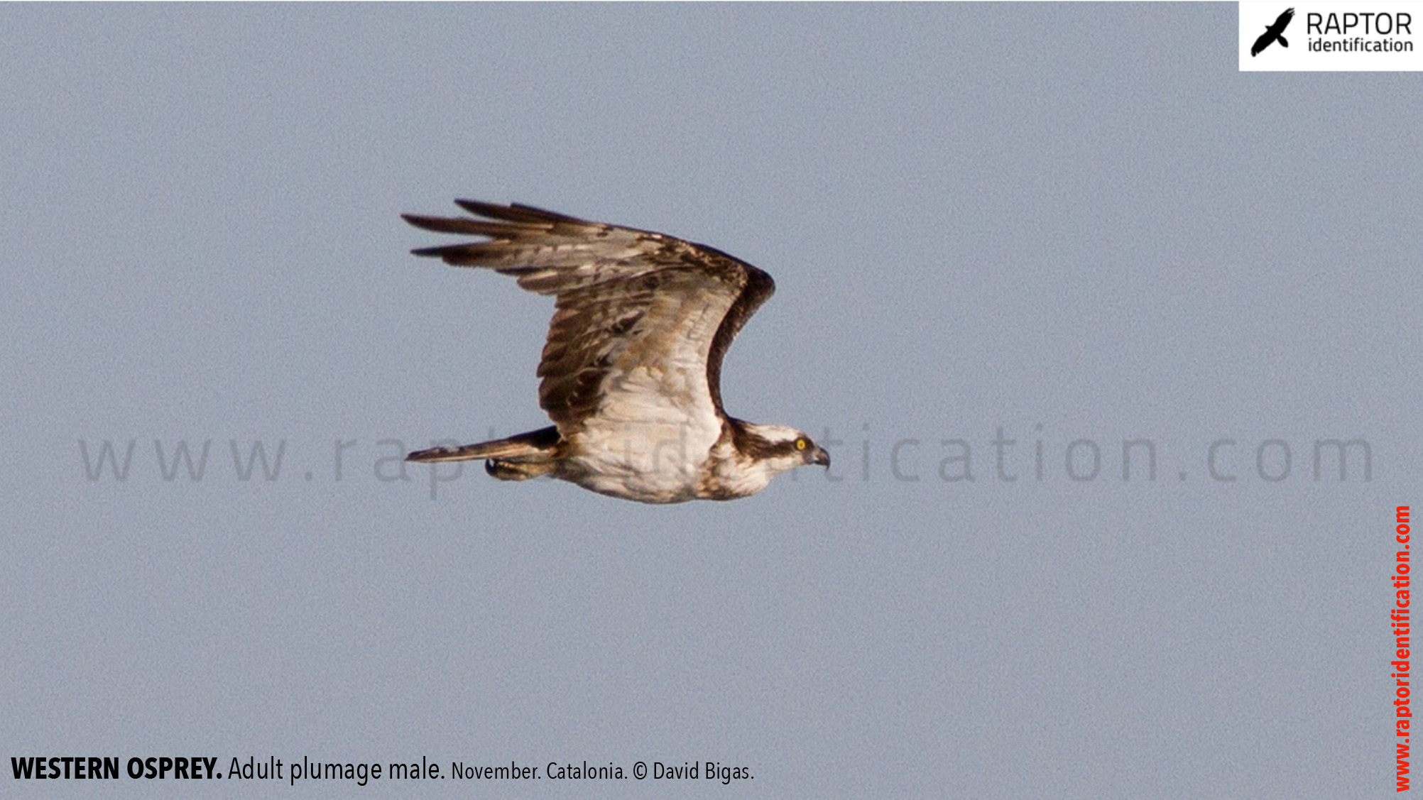 Western-osprey-adult-male