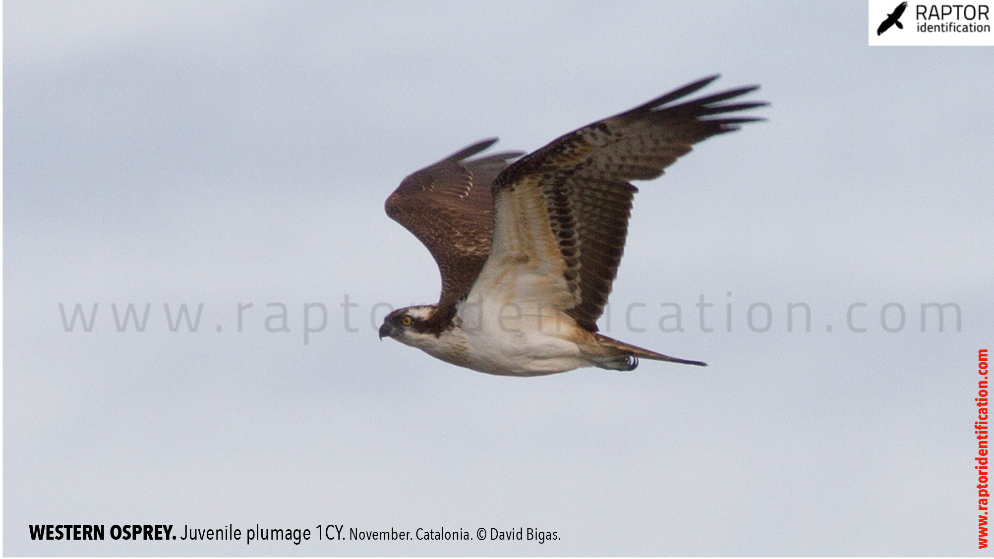 western-osprey-juvenile-plumage-identification