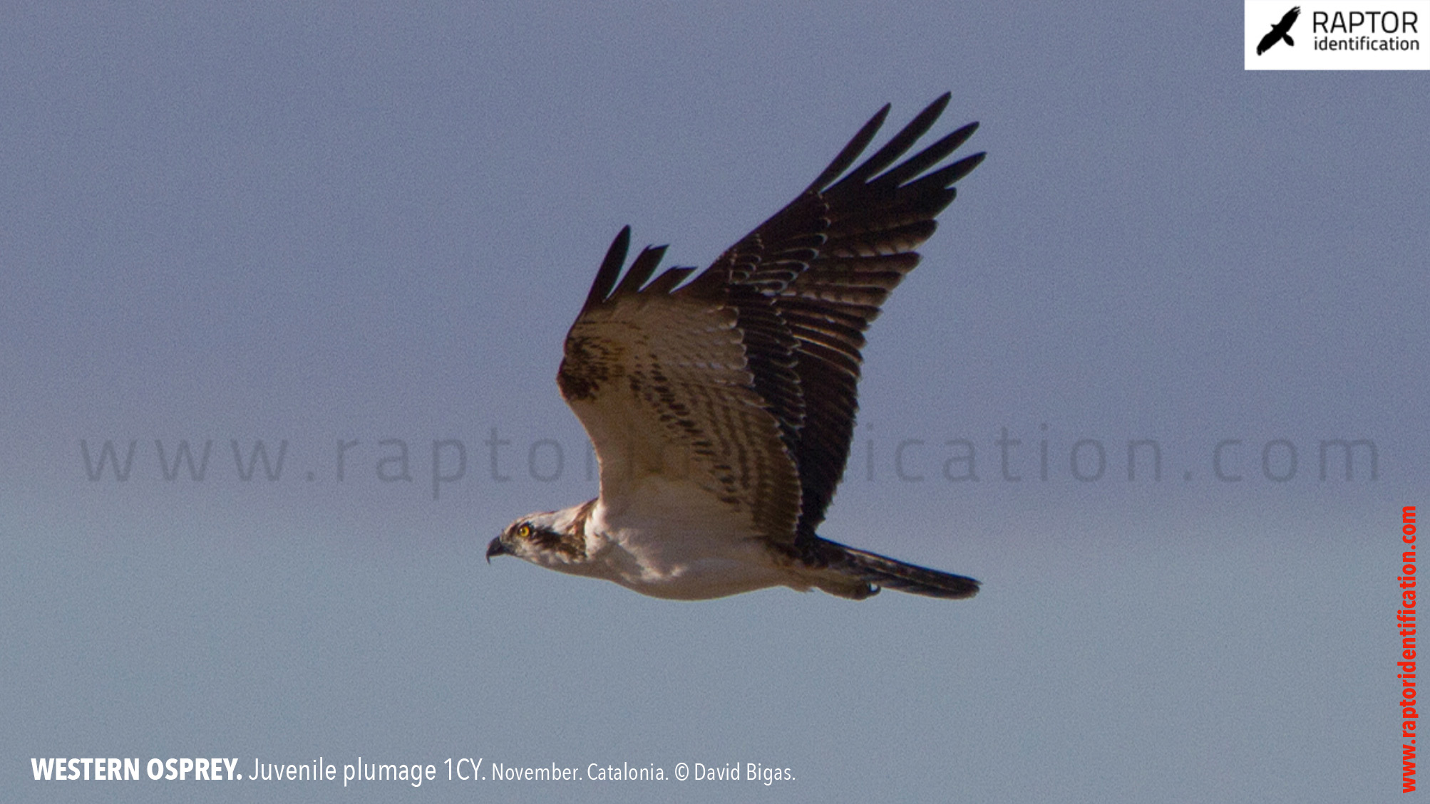 western-osprey-juvenile-plumage-identification