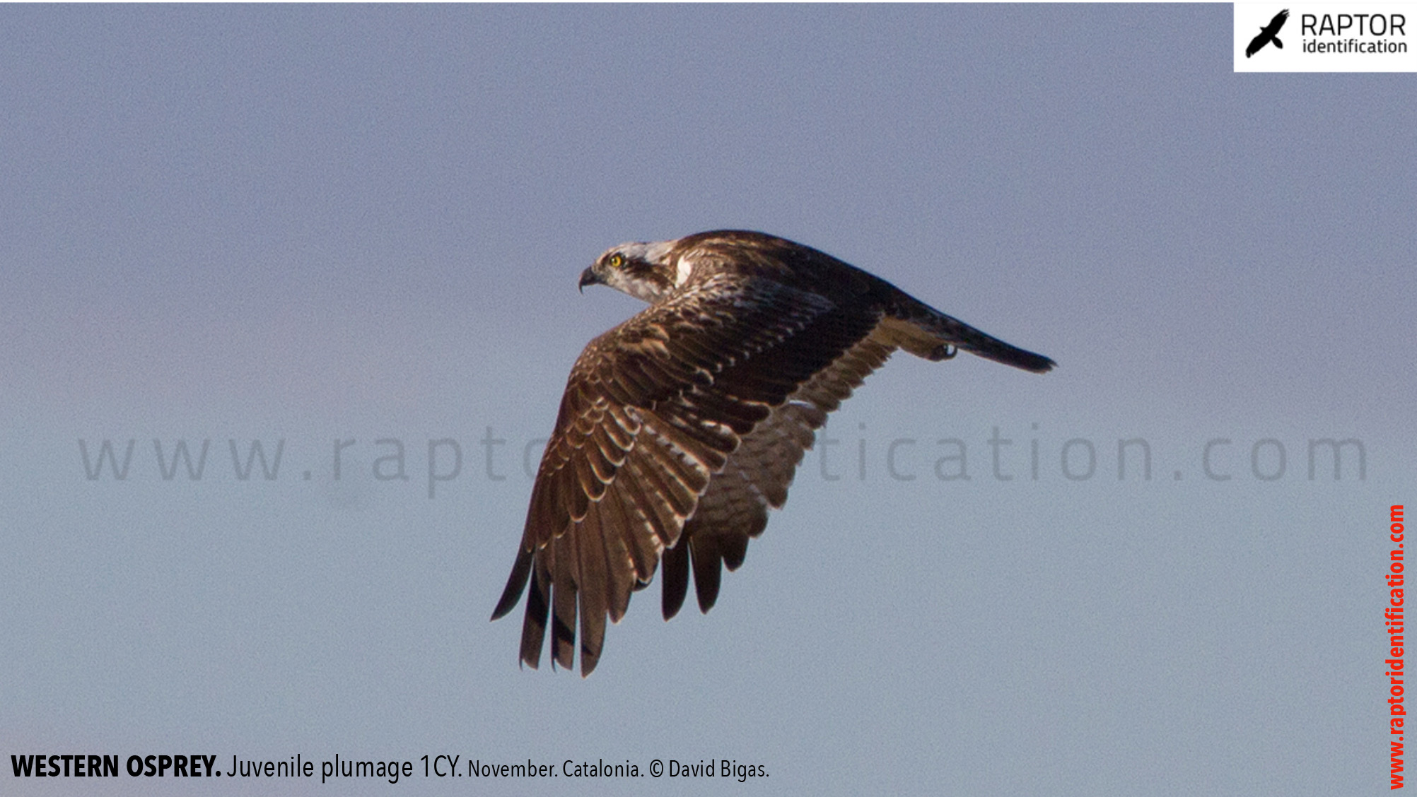 western-osprey-juvenile-plumage-identification