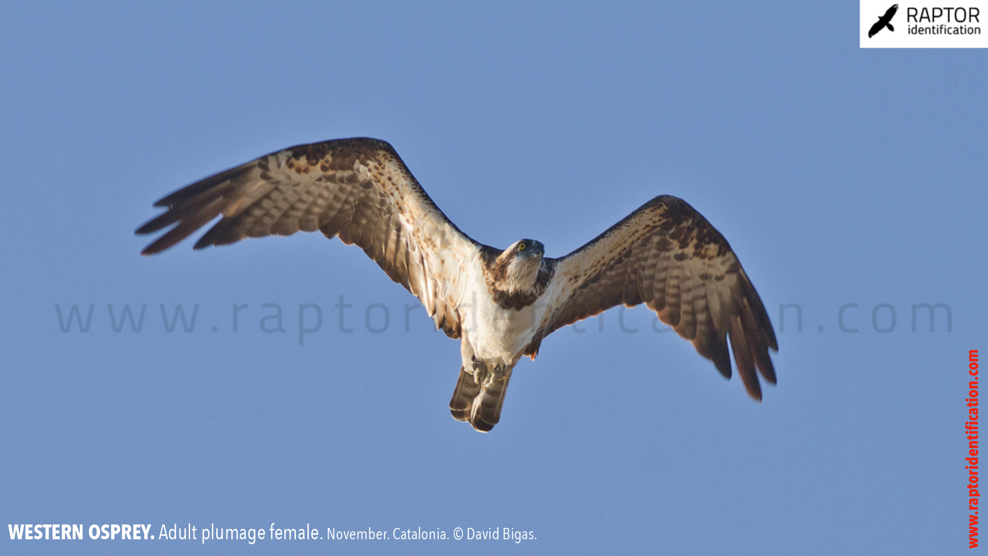 osprey-pandion-haliaetus-adult-female-identification