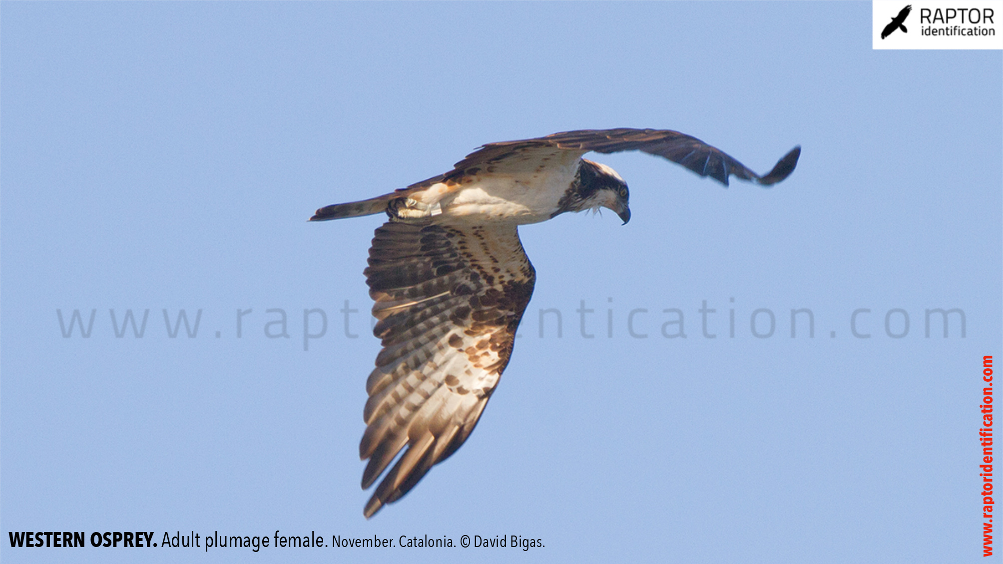 osprey-pandion-haliaetus-adult-female-identification