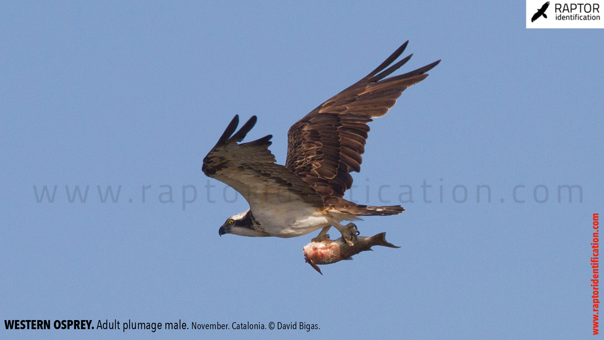 Western-osprey-adult-male