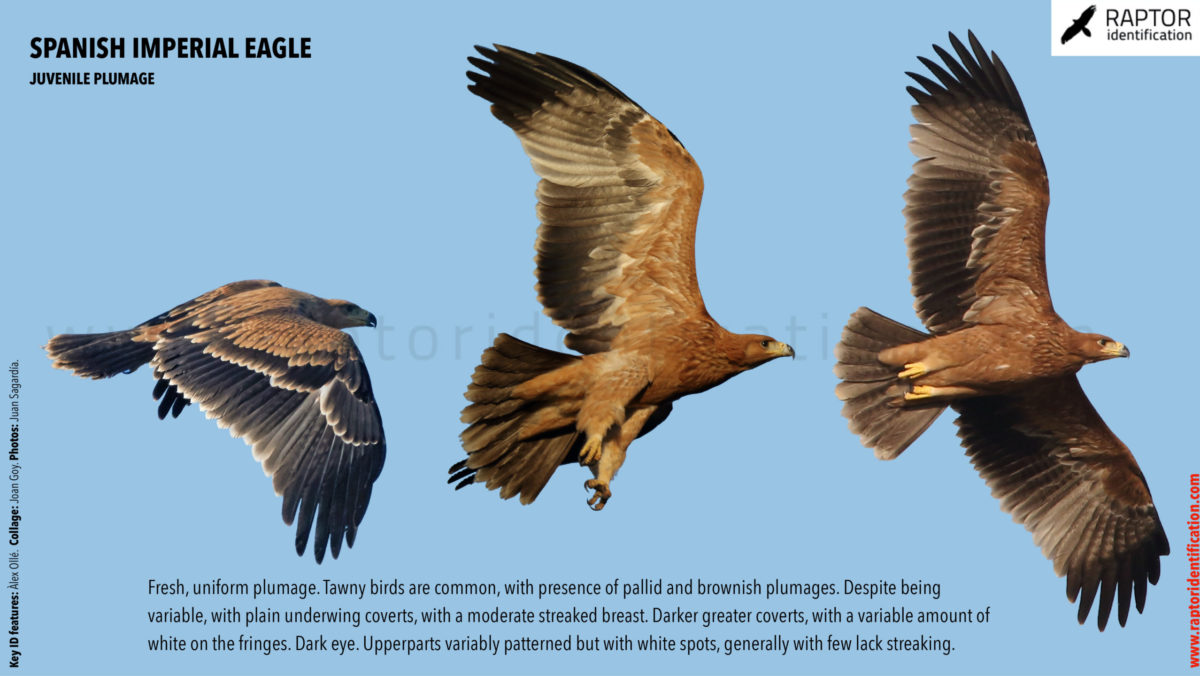 Spanish-Imperial-Eagle-juvenile-plumage-identification