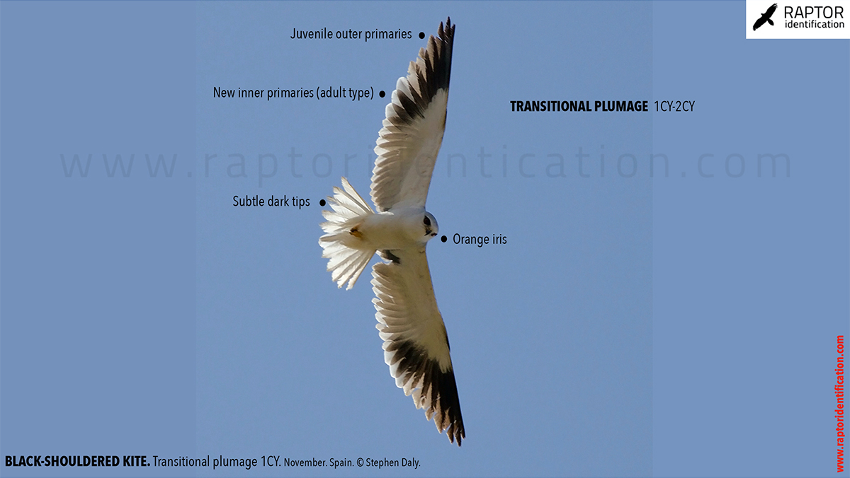 Black-shouldered-kite-transitional-plumage