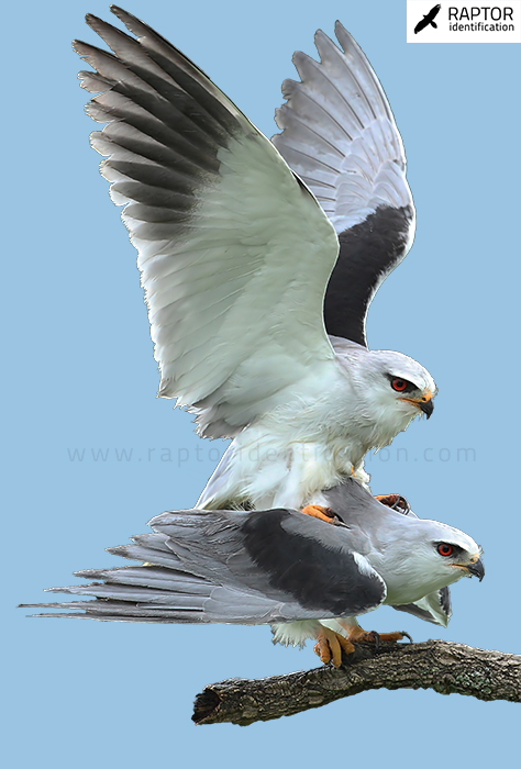 Black-shouldered-Kite-plumages