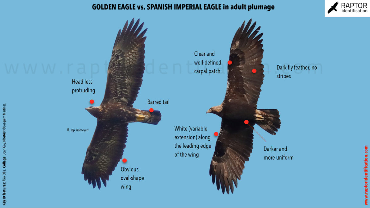 Golden-eagle-Spanish-Imperial-Eagle-identification