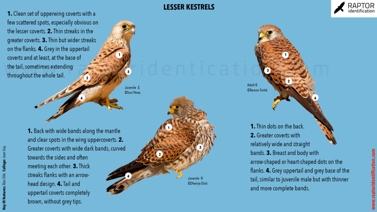 lesser-kestrel-female-juvenile-identification-falco-naumanni