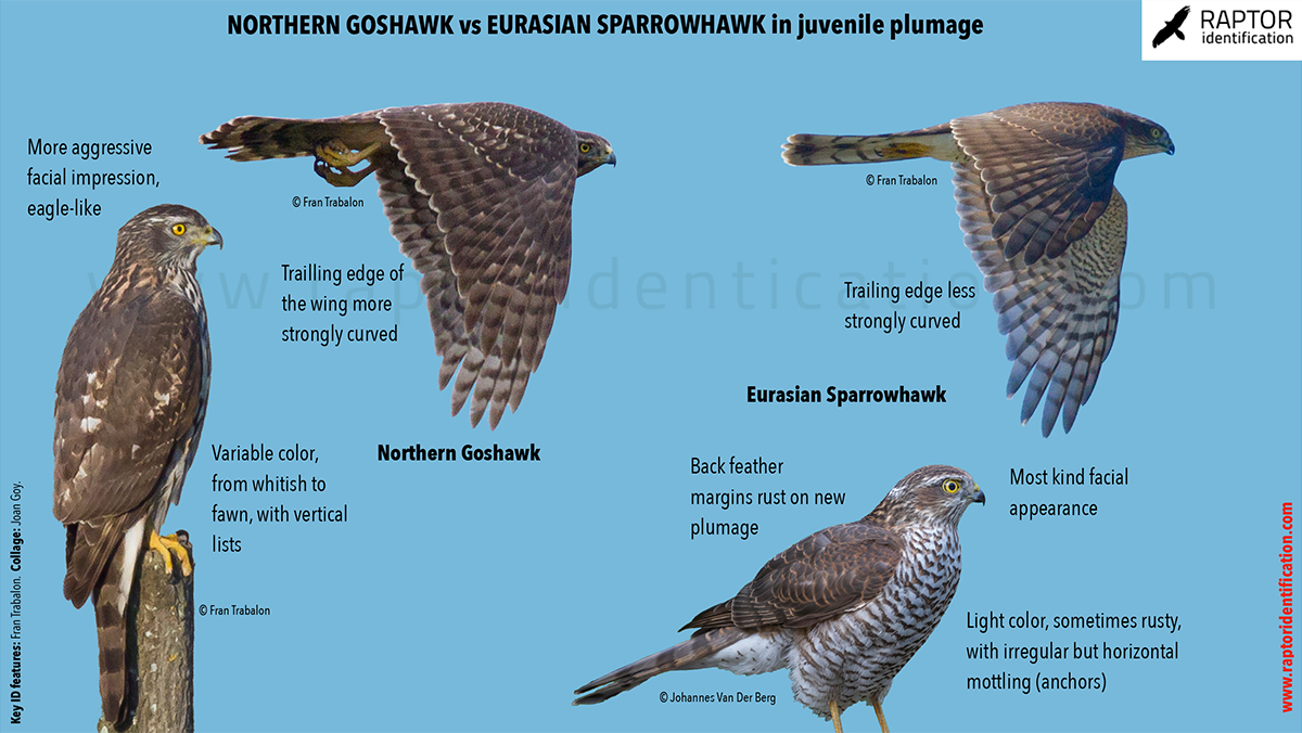 northern-goshawk-eurasian-sparrowhawk-juvenile-identification-accipiter-nisus-gentilis