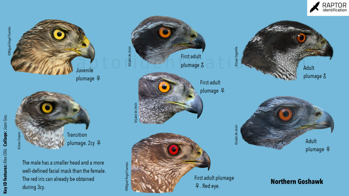 northern-goshawk-identification-accipiter-gentilis