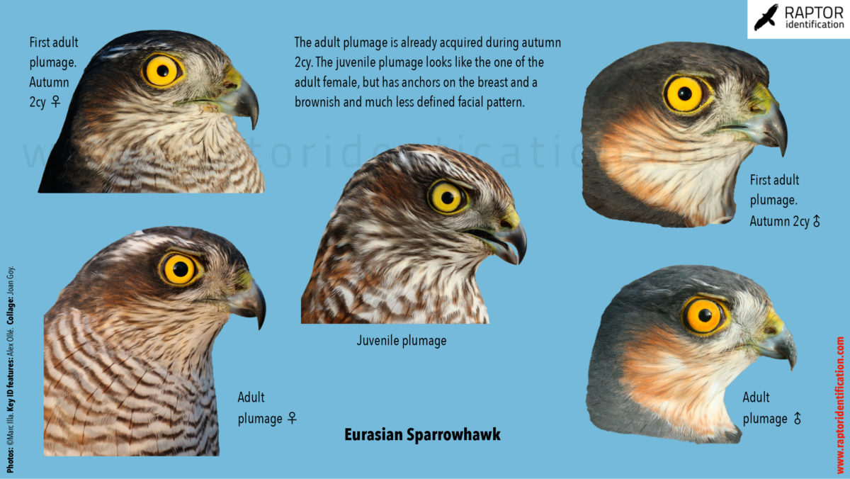 eurasian-sparrowhawk-head-pattern-identification-accipiter-nisus