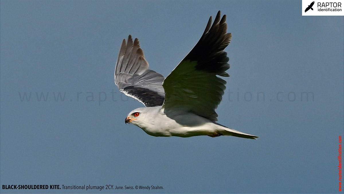 Black-shouldered-kite-transitional-plumage-identification