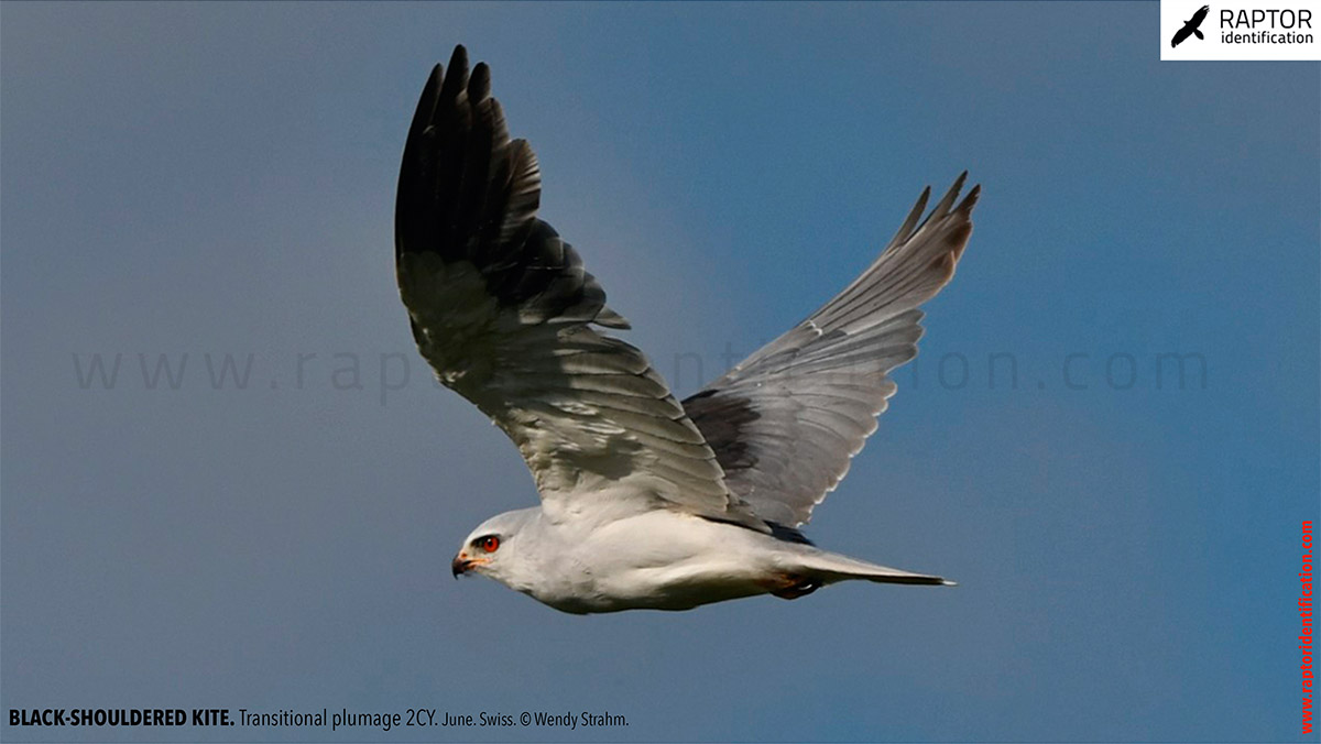 Black-shouldered-kite-transitional-plumage-identification